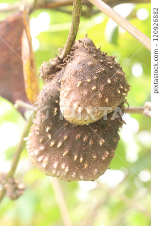 dioscorea alata purple yam on plant in farm 120926882