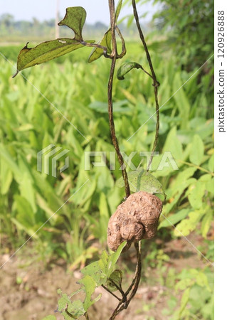 dioscorea alata purple yam on plant in farm 120926888