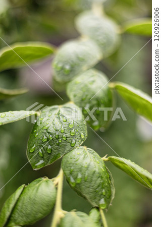 Macro image of water droplets on green leaves.  120926906