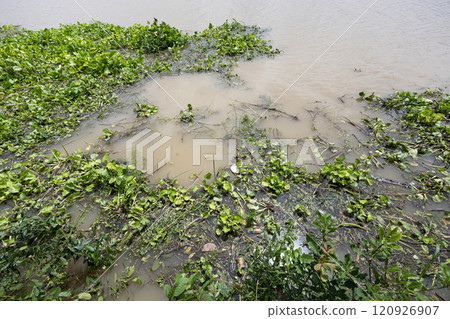 Water hyacinth with garbage on a river. Water pollution in river with trash. 120926907