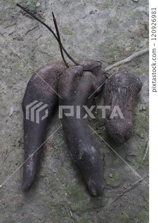 dioscorea alata purple yam on farm 120926981