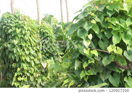 dioscorea alata purple yam plant on farm 120927208