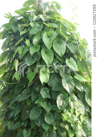 dioscorea alata purple yam plant on farm 120927209