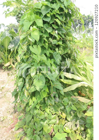 dioscorea alata purple yam plant on farm 120927210