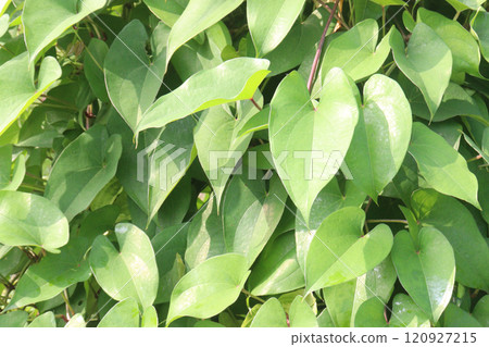 dioscorea alata purple yam plant on farm 120927215