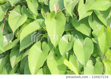dioscorea alata purple yam plant on farm 120927216