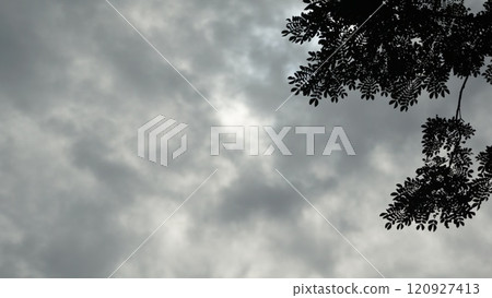 Tree silhouette against a cloudy blue sky Tree silhouette against a cloudy blue sky 120927413