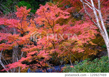 高知常福寺的秋葉 120927489