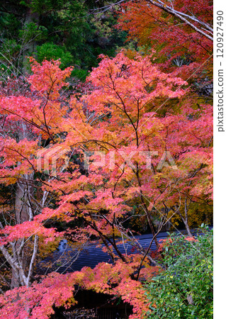 高知常福寺的秋葉 120927490