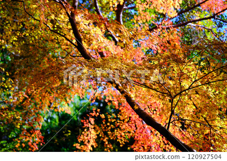 Autumn leaves at Jofukuji Temple, Kochi Autumn leaves at Jofukuji Temple, Kochi 120927504