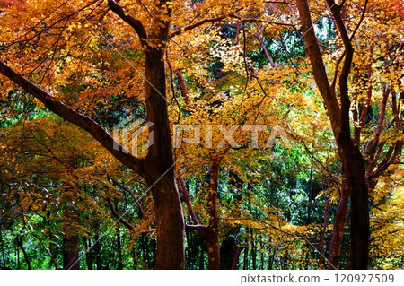 高知常福寺的秋葉 120927509