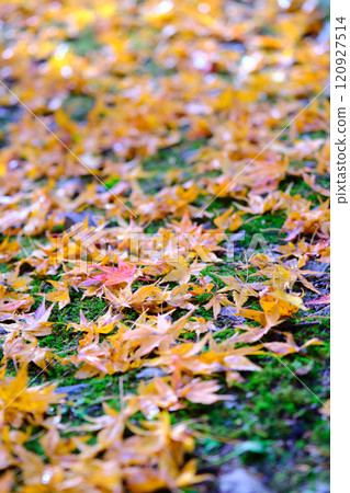 Autumn leaves at Jofukuji Temple, Kochi Autumn leaves at Jofukuji Temple, Kochi 120927514