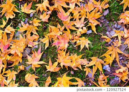 高知常福寺的秋葉 高知常福寺的秋葉 120927524