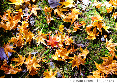 高知常福寺的秋葉 高知常福寺的秋葉 120927525