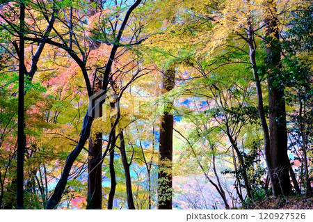 Autumn leaves at Jofukuji Temple, Kochi 120927526