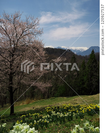 櫻花盛開時,從六鄉櫻川峽谷眺望北阿爾卑斯山 櫻花盛開時,從六鄉櫻川峽谷眺望北阿爾卑斯山 120927537
