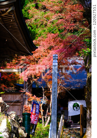 高知常福寺的秋葉 120927551