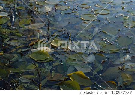 A serene body of water covered with a variety of green leaves floating gently on the surface, reflecting the calmness of the natural environment on a clear day. A serene body of water covered with a variety of green leaves floating gently on the surface, reflecting the calmness of the natural environment on a clear day. 120927787