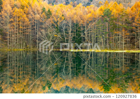 Nagano Prefecture Chino Toyohira Okutateshina - The autumn leaves of larch trees reflected on the surface of Mishaka Pond in the early morning Nagano Prefecture Chino Toyohira Okutateshina - The autumn leaves of larch trees reflected on the surface of Mishaka Pond in the early morning 120927836