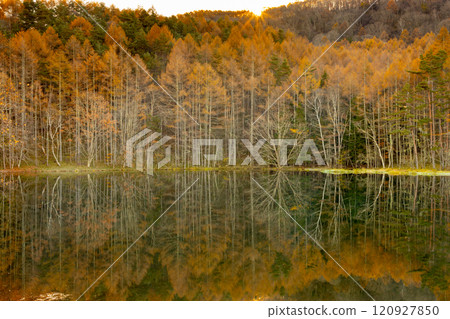 Nagano Prefecture Chino Toyohira Okutateshina - The autumn leaves of larch trees reflected on the surface of Mishaka Pond in the early morning 120927850