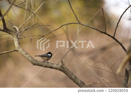 Coed Tit Perched on a Branch Coed Tit Perched on a Branch 120928058
