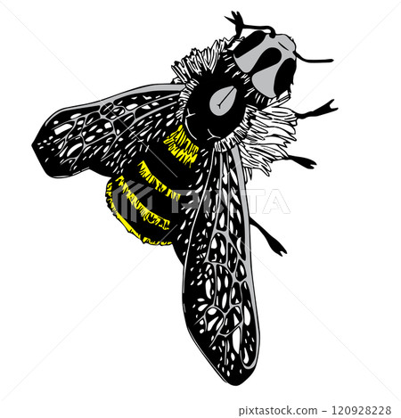Hand drawn doodle style bee. illustration isolated on white background. 120928228