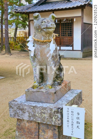 石清水神社的狼守護犬 石清水神社的狼守護犬 120928525