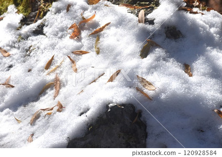 leaf falling on snow of five colors lake at Jiuzhaigou natural national park travel location in China  120928584
