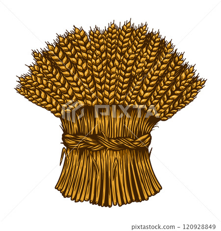 Illustration of wheat sheaf in engraving style. Design element for card, banner, menu. Vector illustration 120928849