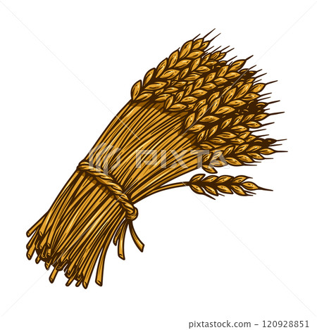 Illustration of wheat sheaf in engraving style. Design element for card, banner, menu. Vector illustration 120928851