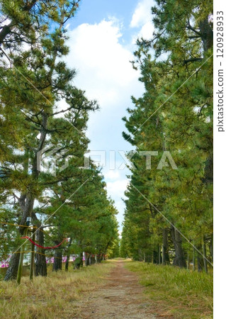 散步的松樹林 120928933