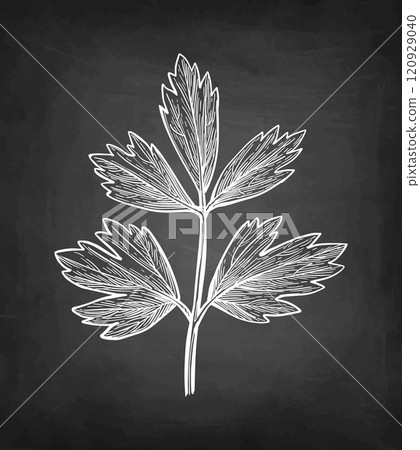 Lovage herb chalk sketch Lovage herb chalk sketch 120929040