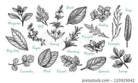 Big set of herbs. 120929042