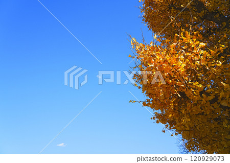 秋天的天空和秋天的樹木 秋天的天空和秋天的樹木 120929073