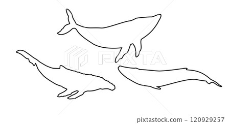 Set black outline whale, cachalot, narwhal, unicorn-fish, killer whale, white whale or sperm whale sign icon on white background. Vector clipart illustration Set black outline whale, cachalot, narwhal, unicorn-fish, killer whale, white whale or sperm whale sign icon on white background. Vector clipart illustration 120929257