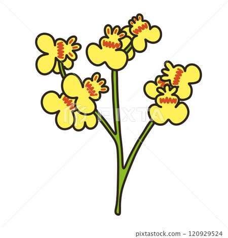 文心蘭 文心蘭 120929524