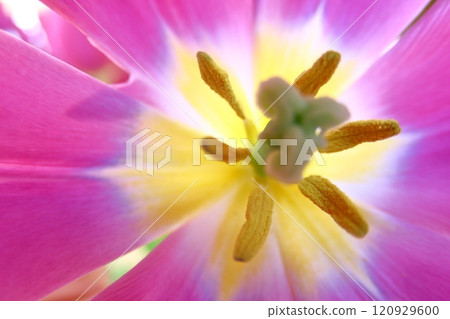 Spring, colorful flowers Spring, colorful flowers 120929600