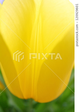 春天，色彩繽紛的花朵 120929601