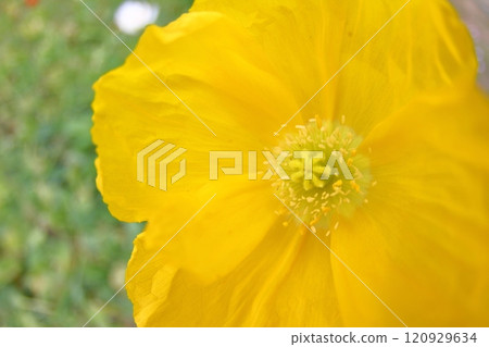 春天,色彩繽紛的花朵 春天,色彩繽紛的花朵 120929634