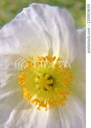 Spring, colorful flowers Spring, colorful flowers 120929639