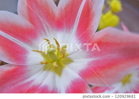 春天,色彩繽紛的花朵 春天,色彩繽紛的花朵 120929681