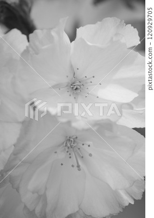 Spring, monochrome flowers Spring, monochrome flowers 120929705
