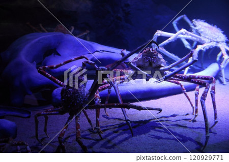 Gamagori Aquarium Spider Crab 120929771