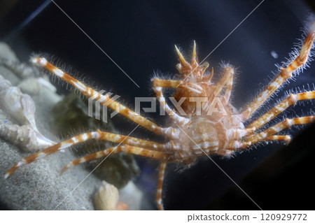 Gamagori Aquarium Gamagori Aquarium 120929772