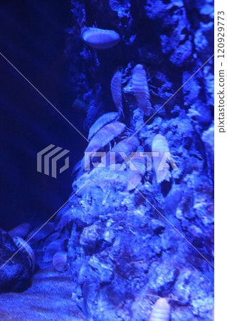 Gamagori Aquarium Giant Isopod Gamagori Aquarium Giant Isopod 120929773