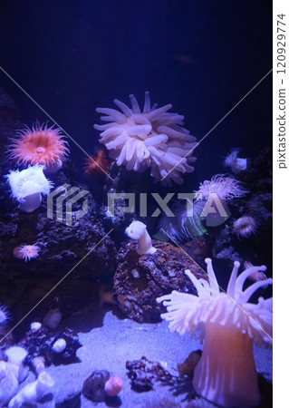 蒲郡水族館海葵 蒲郡水族館海葵 120929774