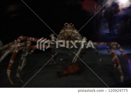 Gamagori Aquarium Spider Crab 120929775