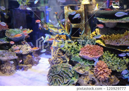 Gamagori Aquarium Gamagori Aquarium 120929777