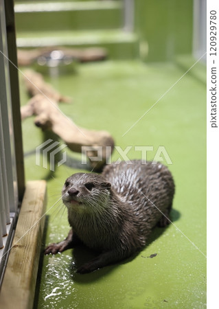 Gamagori Aquarium: Asian small-clawed otter Gamagori Aquarium: Asian small-clawed otter 120929780