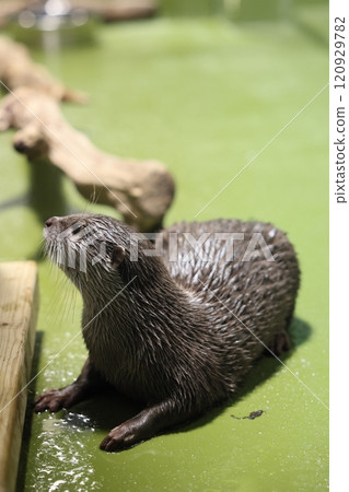 Gamagori Aquarium: Asian small-clawed otter Gamagori Aquarium: Asian small-clawed otter 120929782